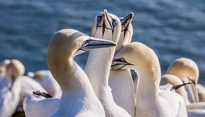 B体育在线_对抗历史：当代巨星与过去传奇的交锋